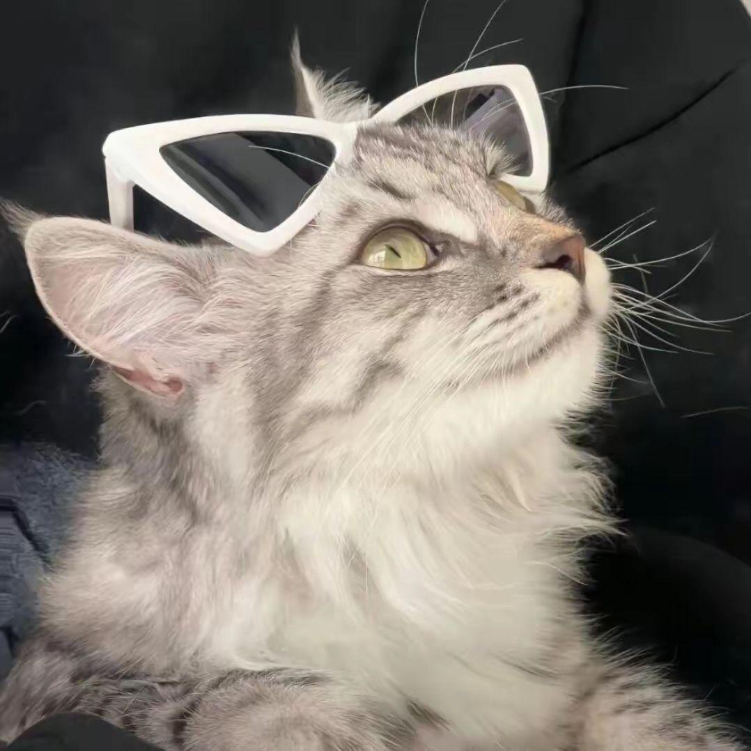 niyalibaoda avatar