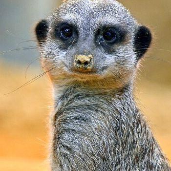 Meerkat52 avatar