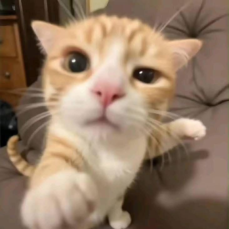 Tommiqris