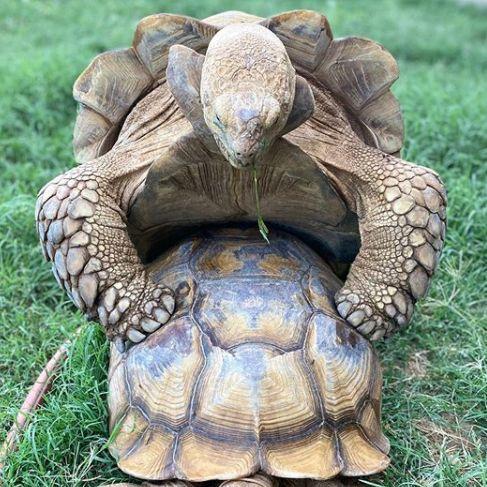 turtispeek