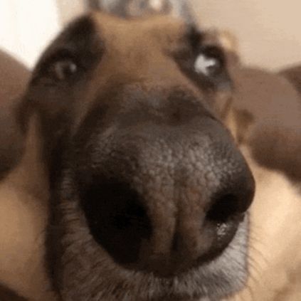 SussyDog