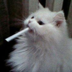 Kisuyo avatar