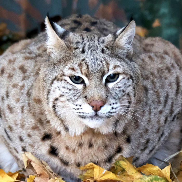 Lynx Stepan