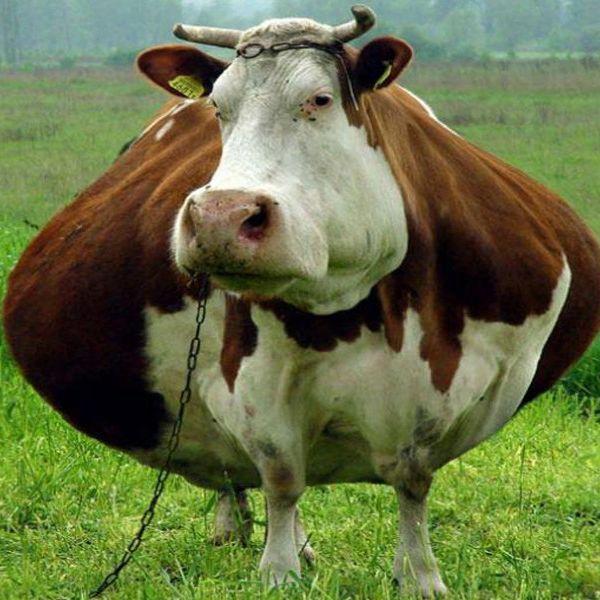mochadrin