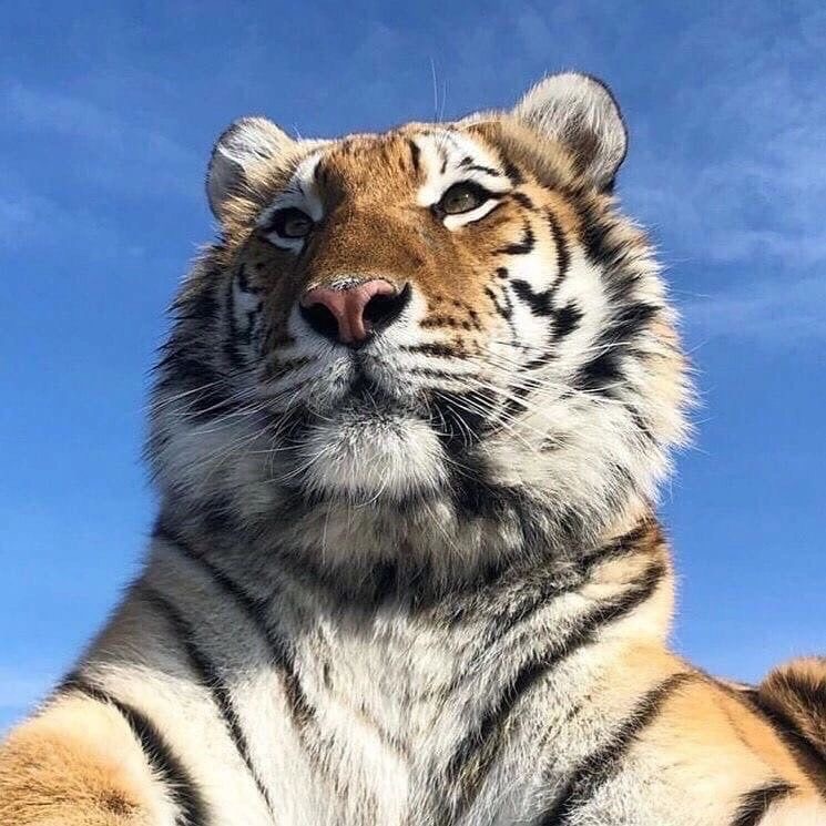 1aslan19