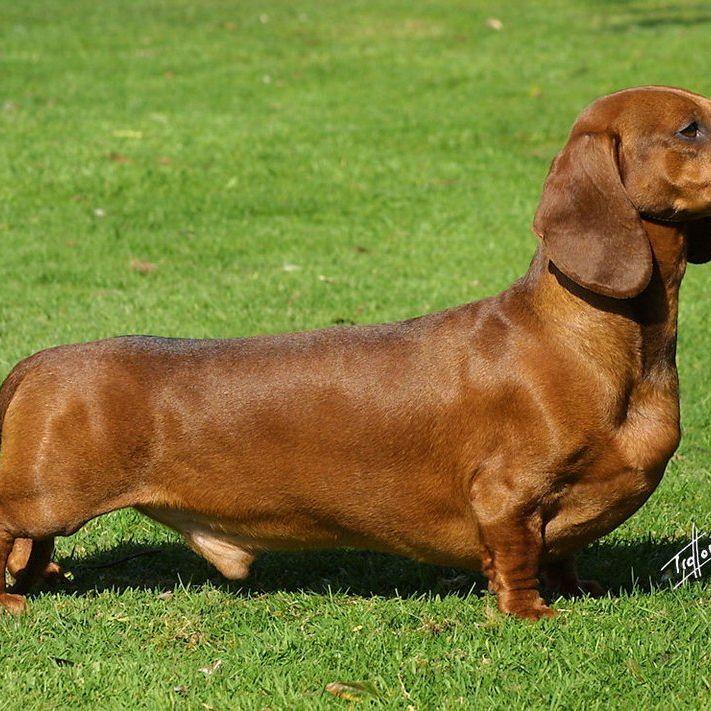 long dongs