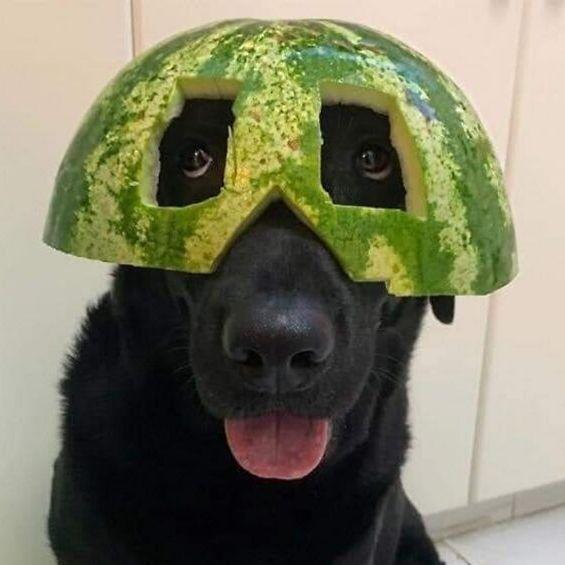 dogmelon1 avatar