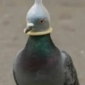Karam_Sipam