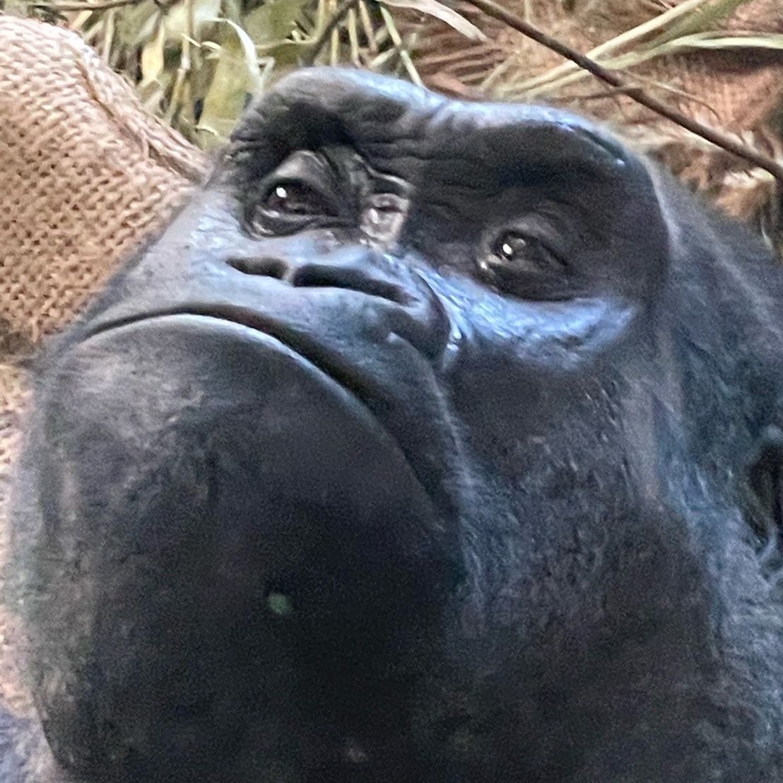 kony20212