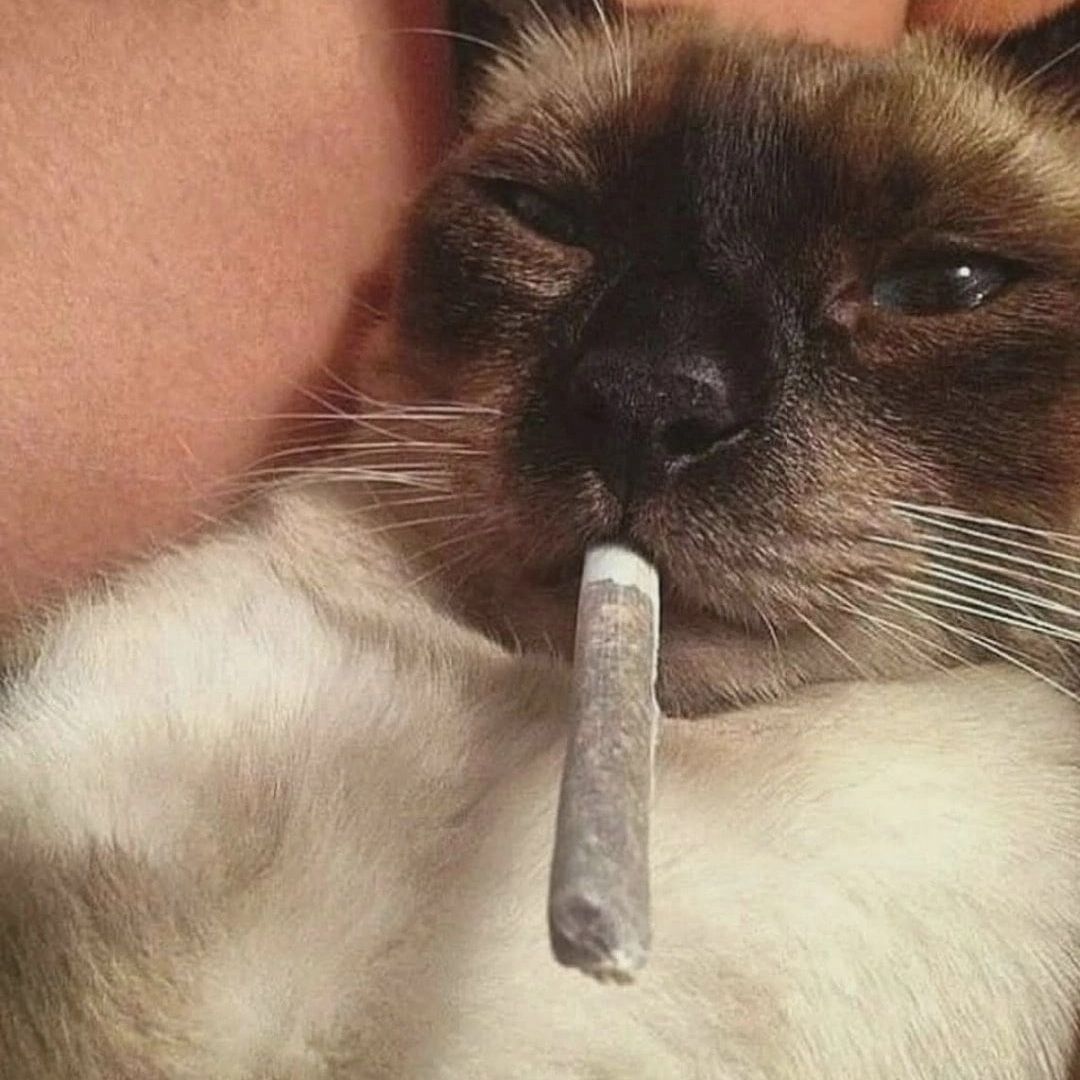 acidmitski-