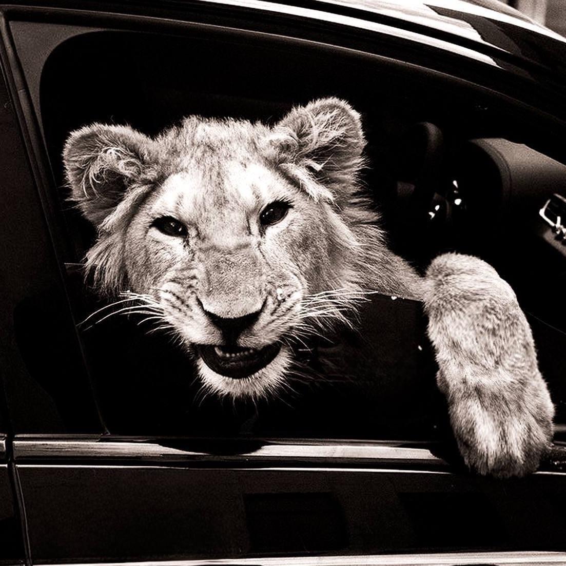 Aslan20044