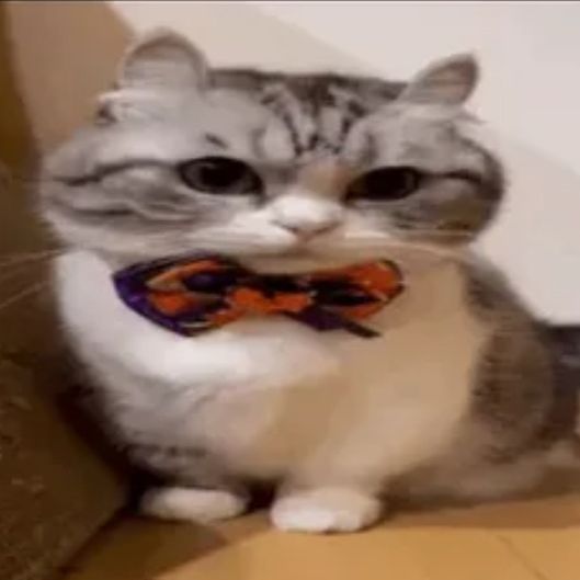 BELAYZAYA avatar