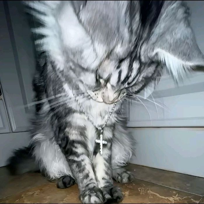 chupapii