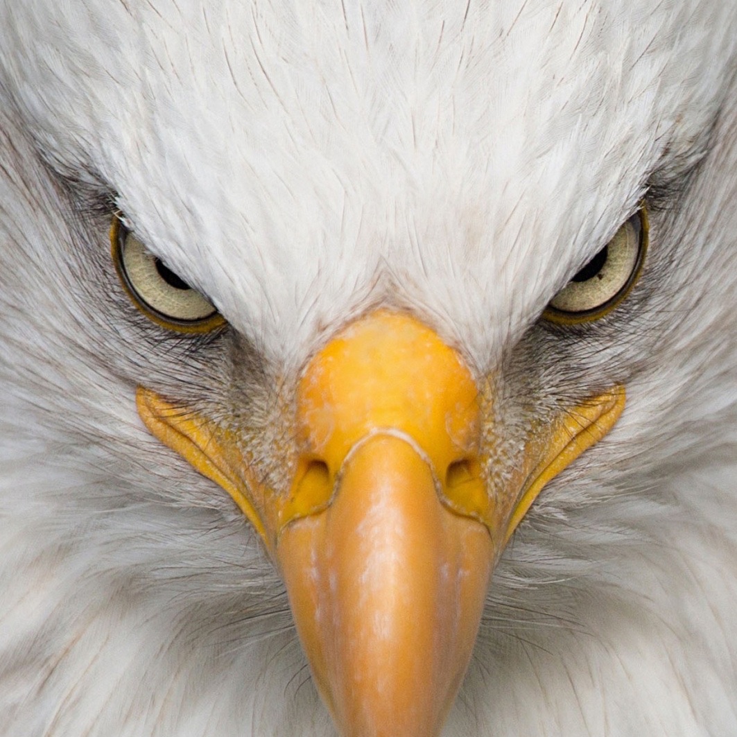 Eagle_o1 avatar