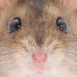 Player HamsterHarry avatar