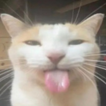 Sengxt