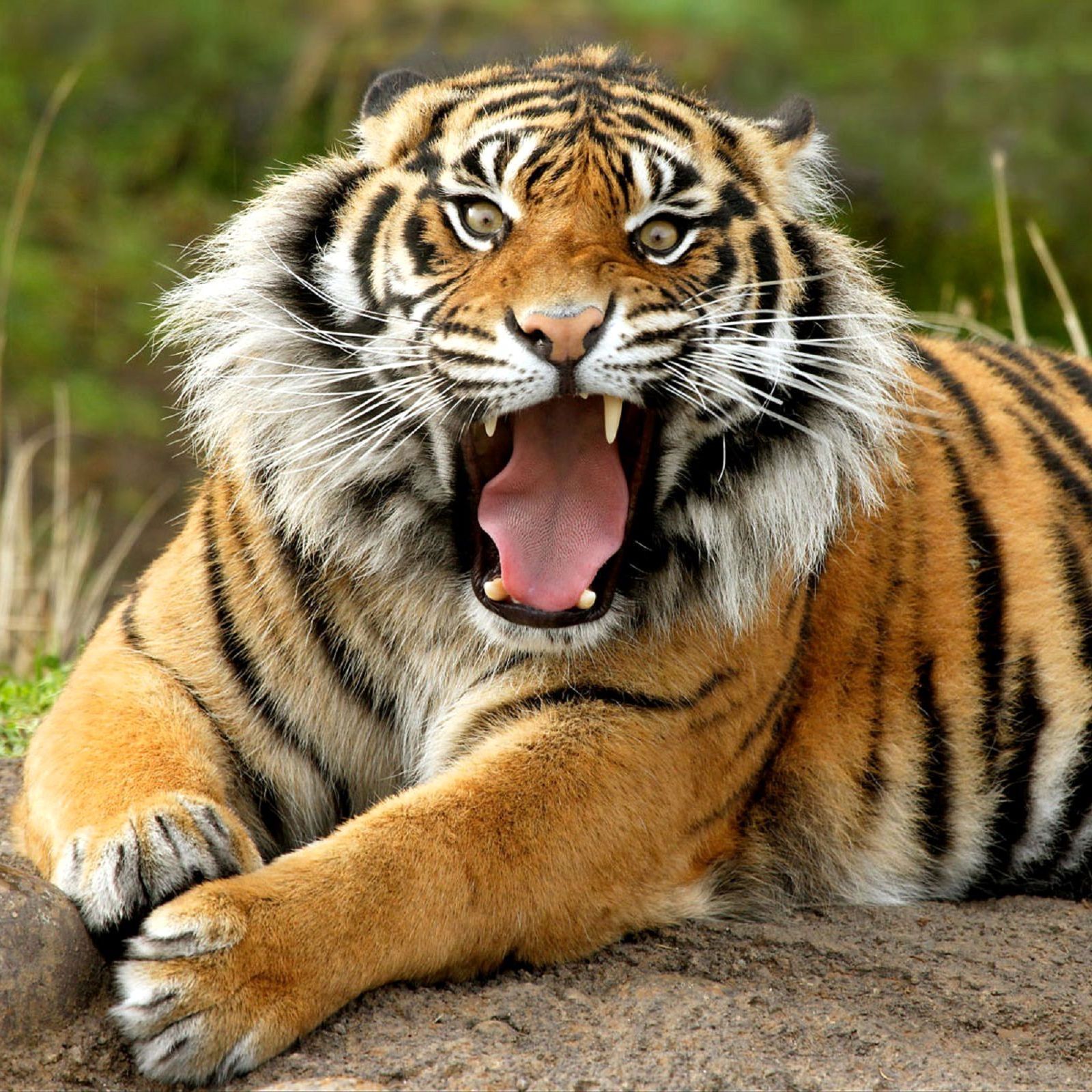 Tangyn10