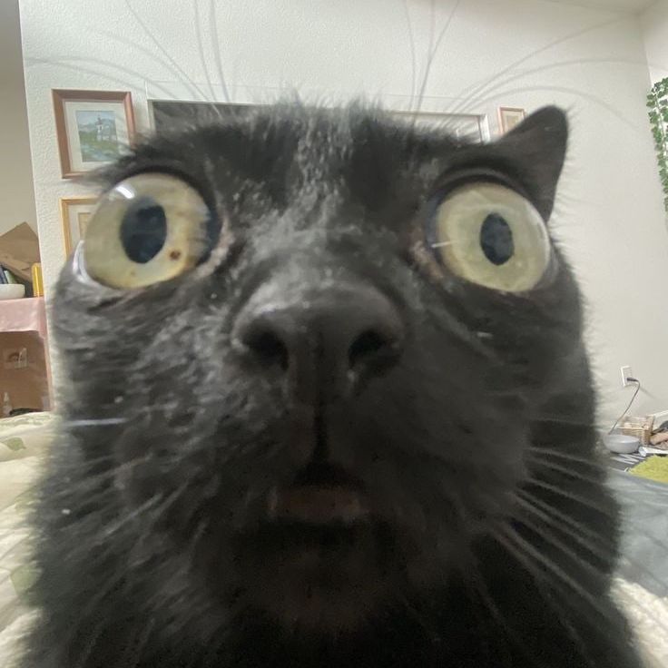 Fry_Dumpling