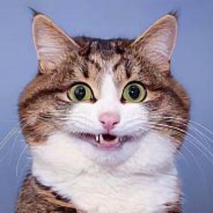 okkkey avatar