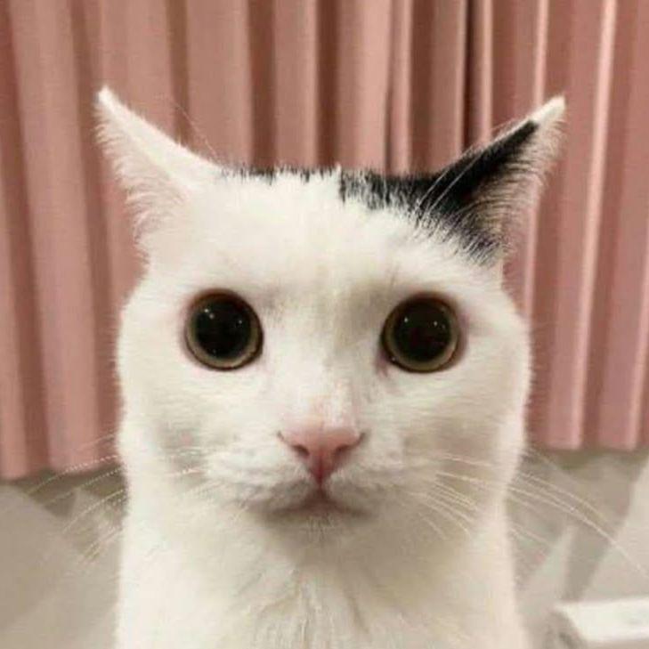 -quazimeow avatar