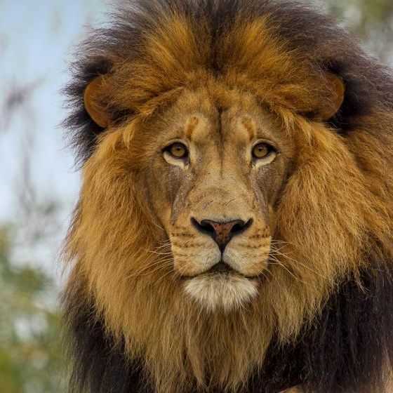 Lionaxe