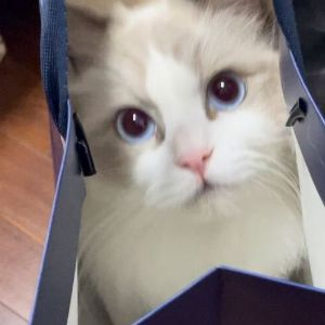 LITTLETOMAT0 avatar
