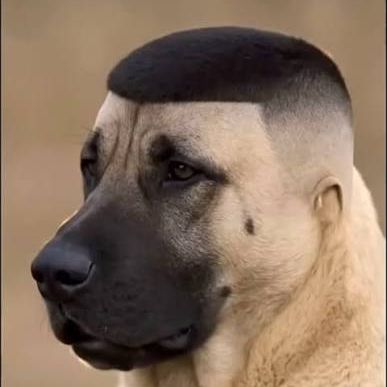 q-qoqosik