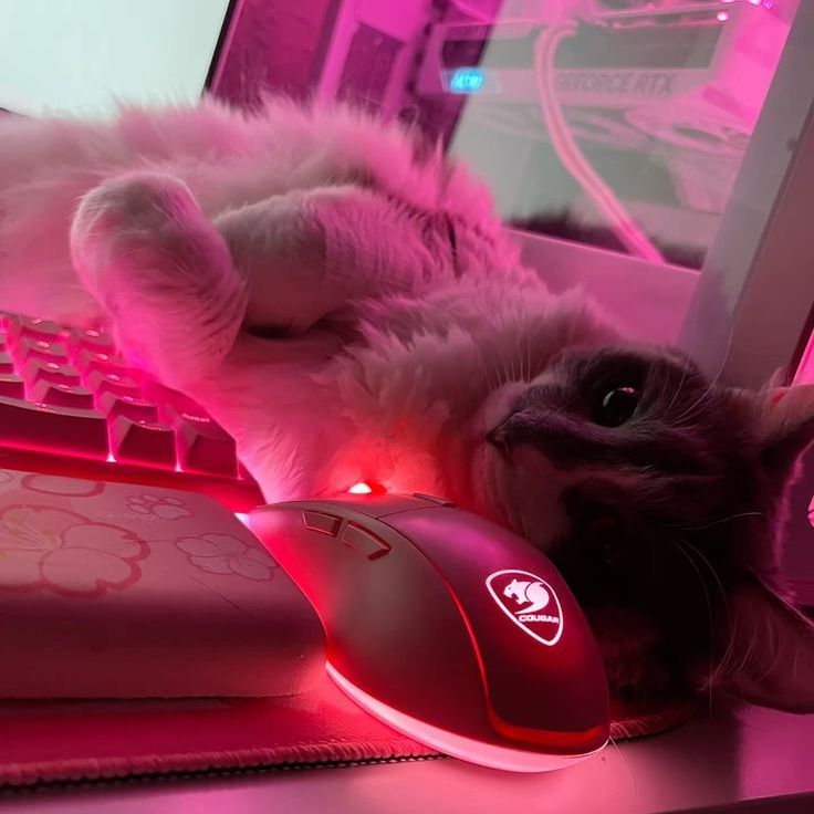 Fedpro1