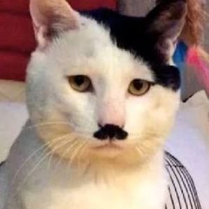 Catler