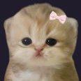Faceit avatar