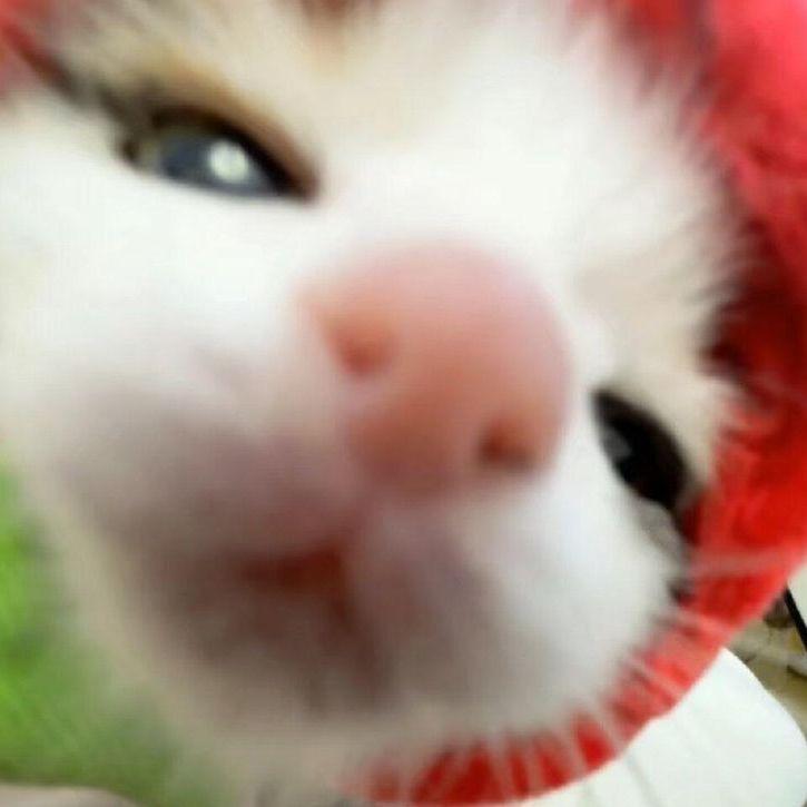 norway avatar
