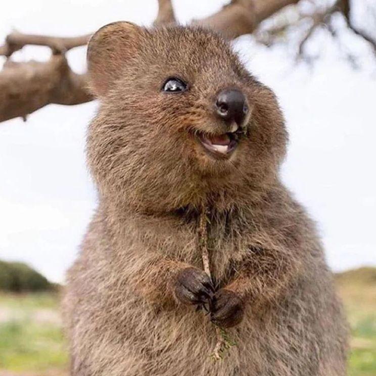 asdquokka avatar