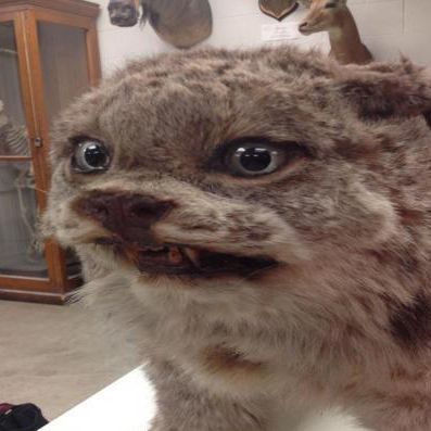 Taxidermists