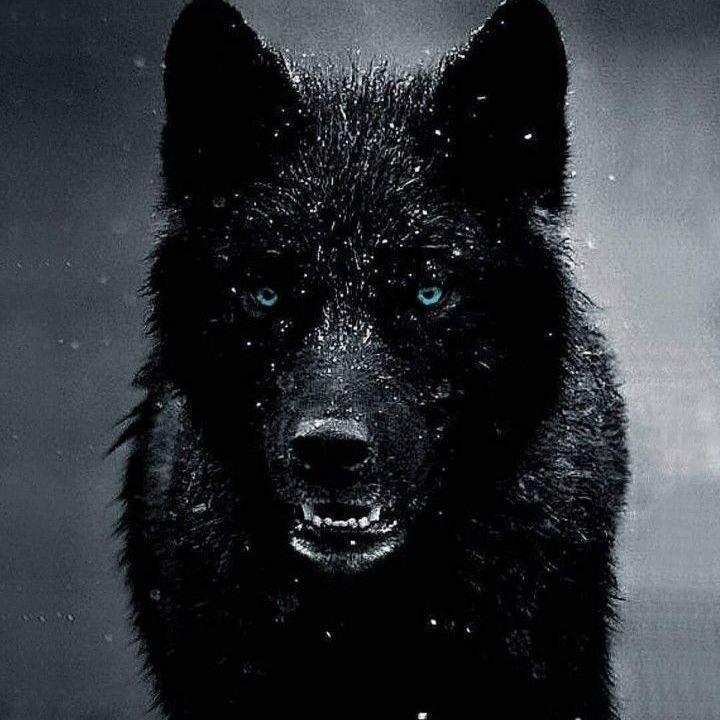 B_O_R_Z_95