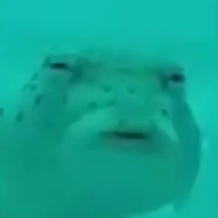 octavians1