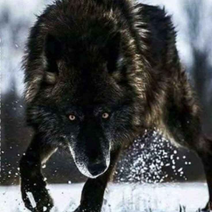 team_hoodstar_