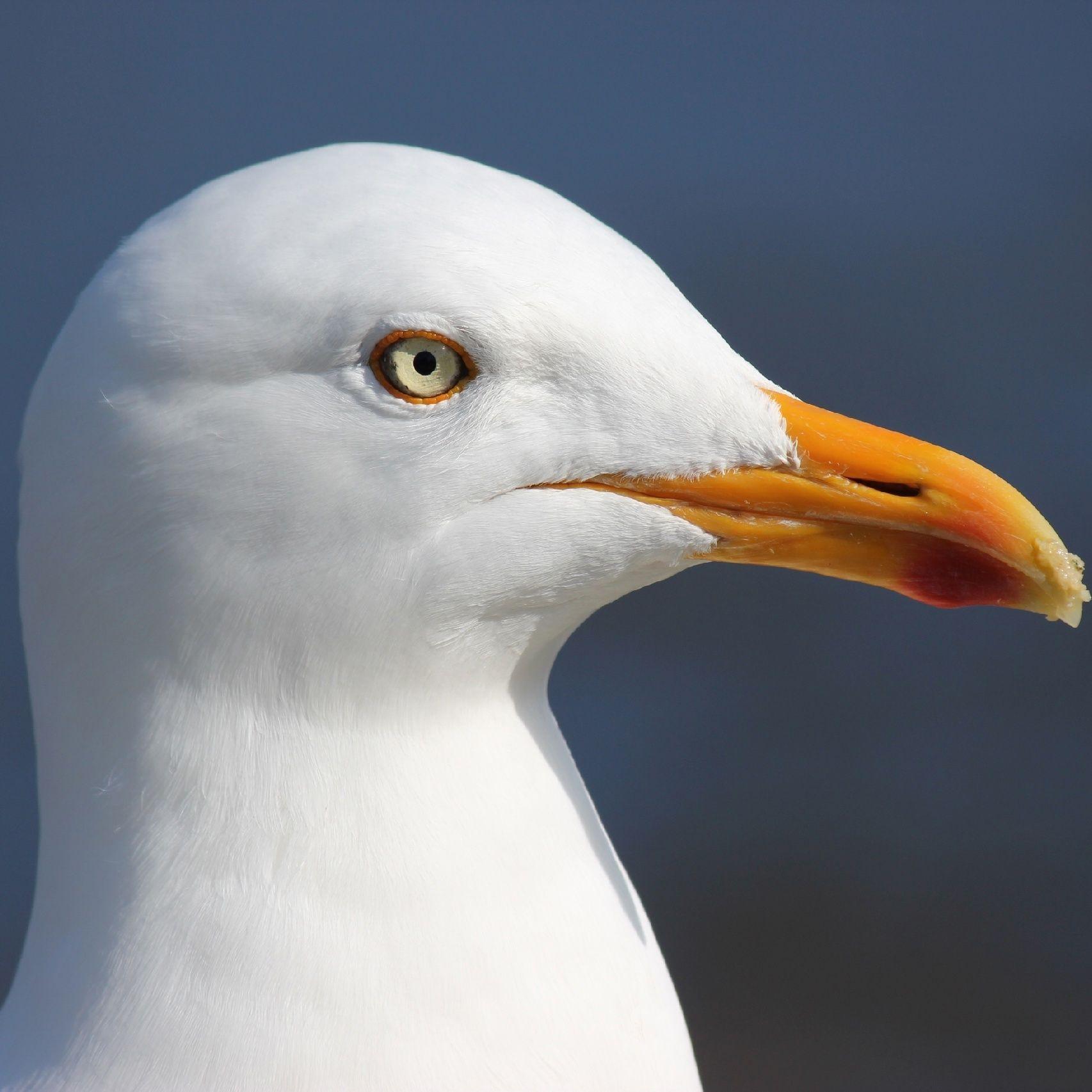 _SeaGull_VP