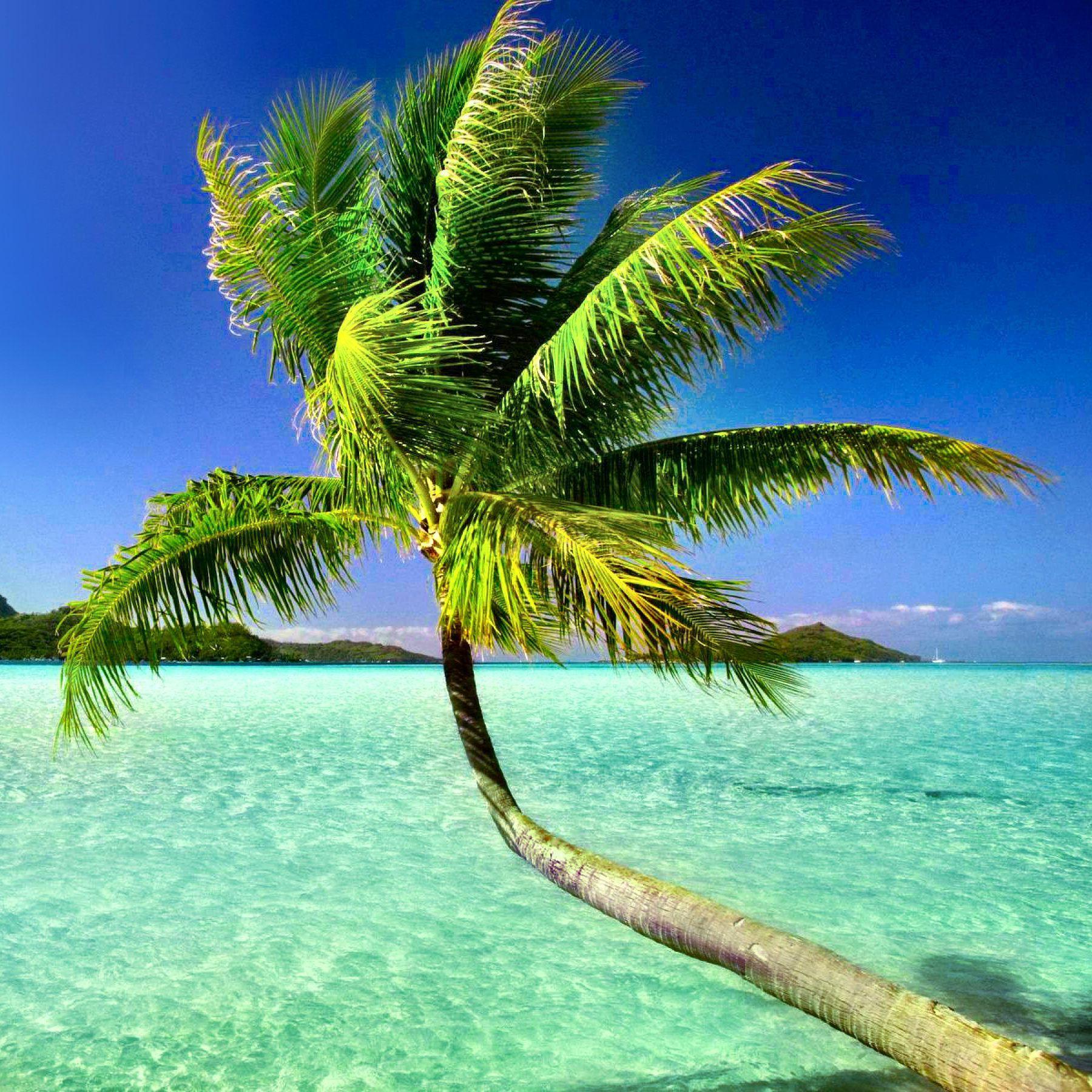 JustPalmTree avatar