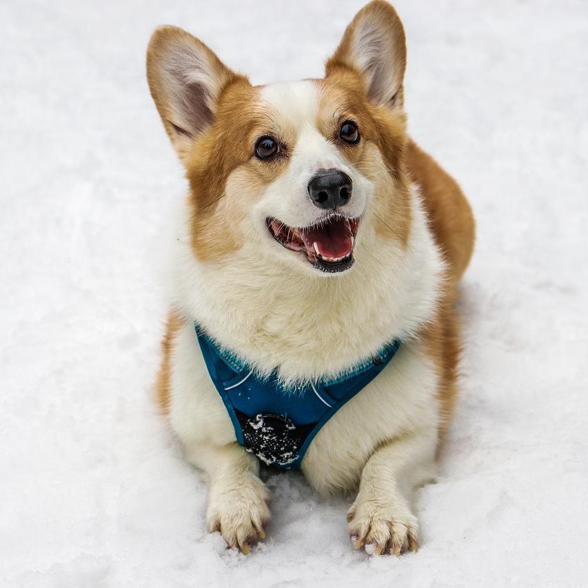 TajlandCorgi