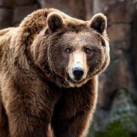 PlGrizzly