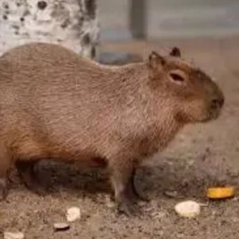 _capybara-
