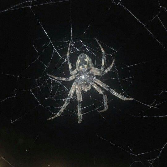 metamorphia