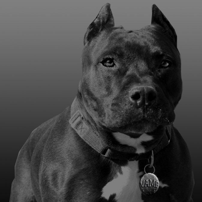 PitxBull