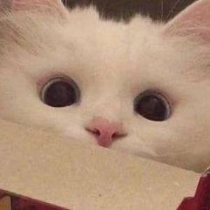 palc_69 avatar