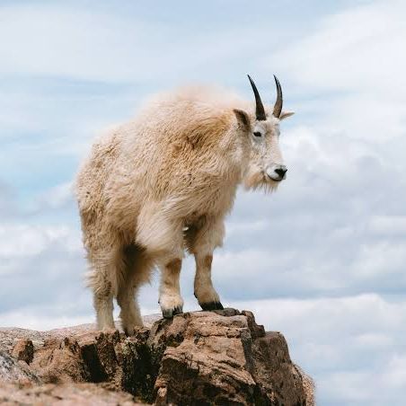 goat_aXel