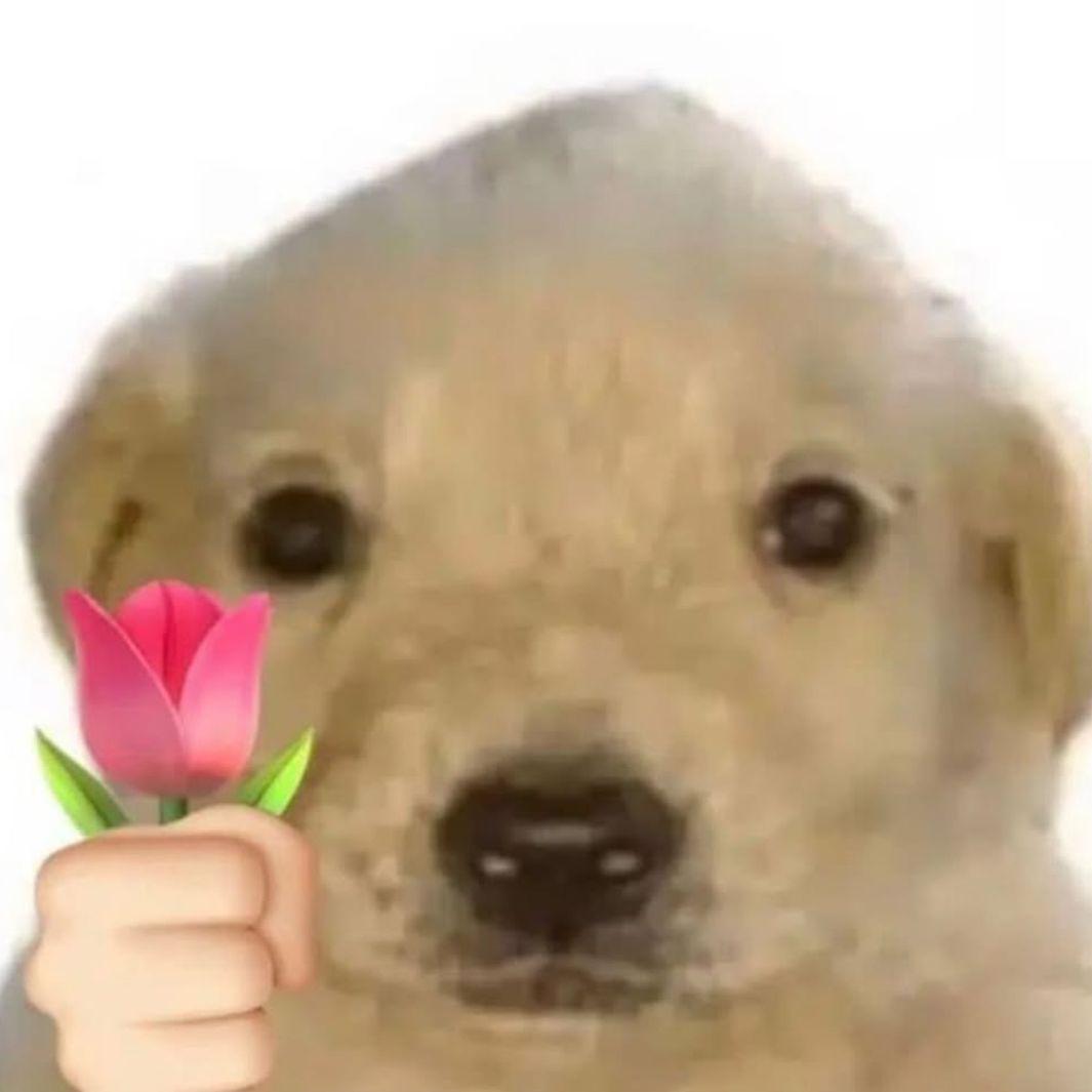kupczidupczi