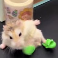 LOLpik