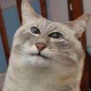 pussmees avatar