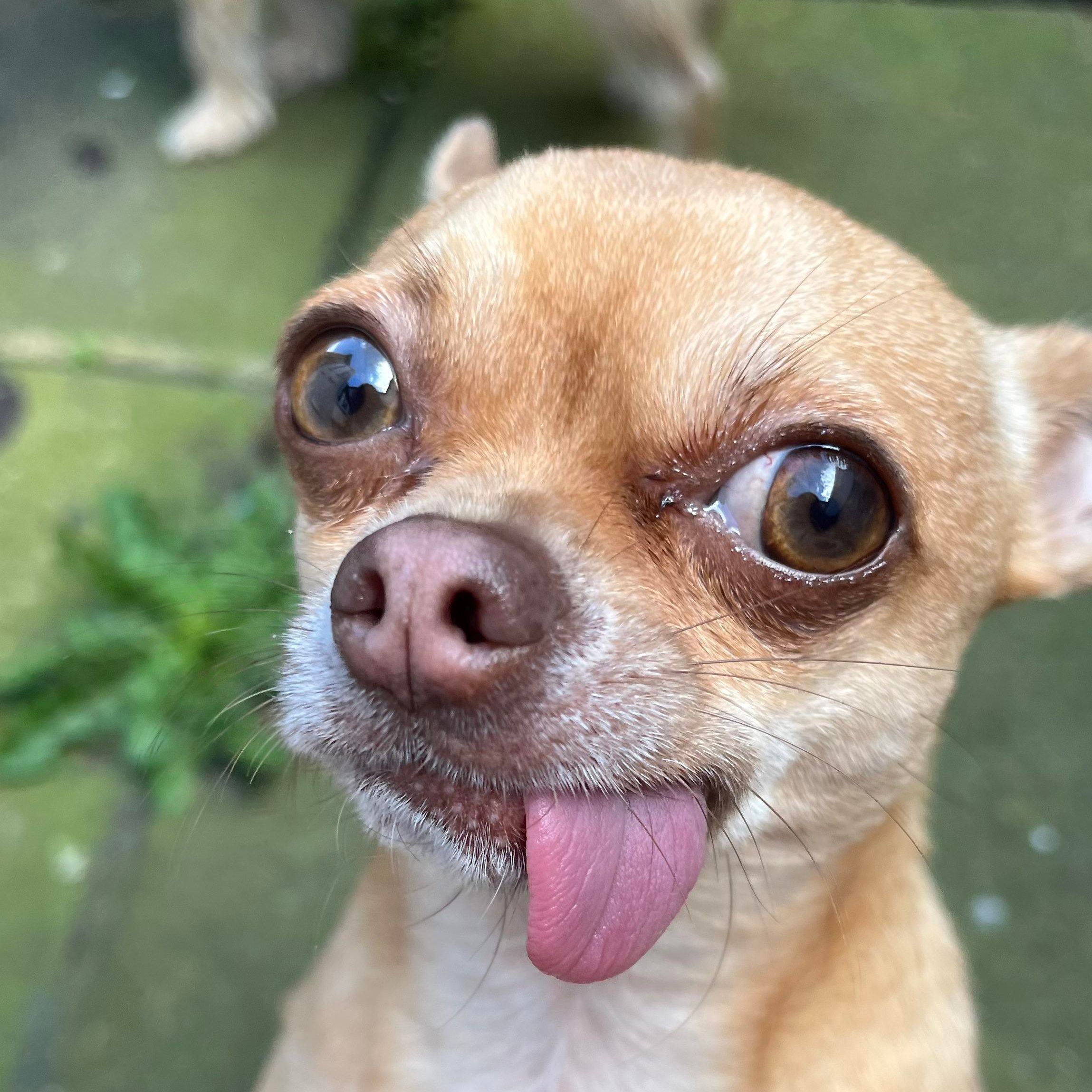 Fideiob