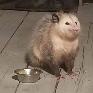 dupumi4 avatar